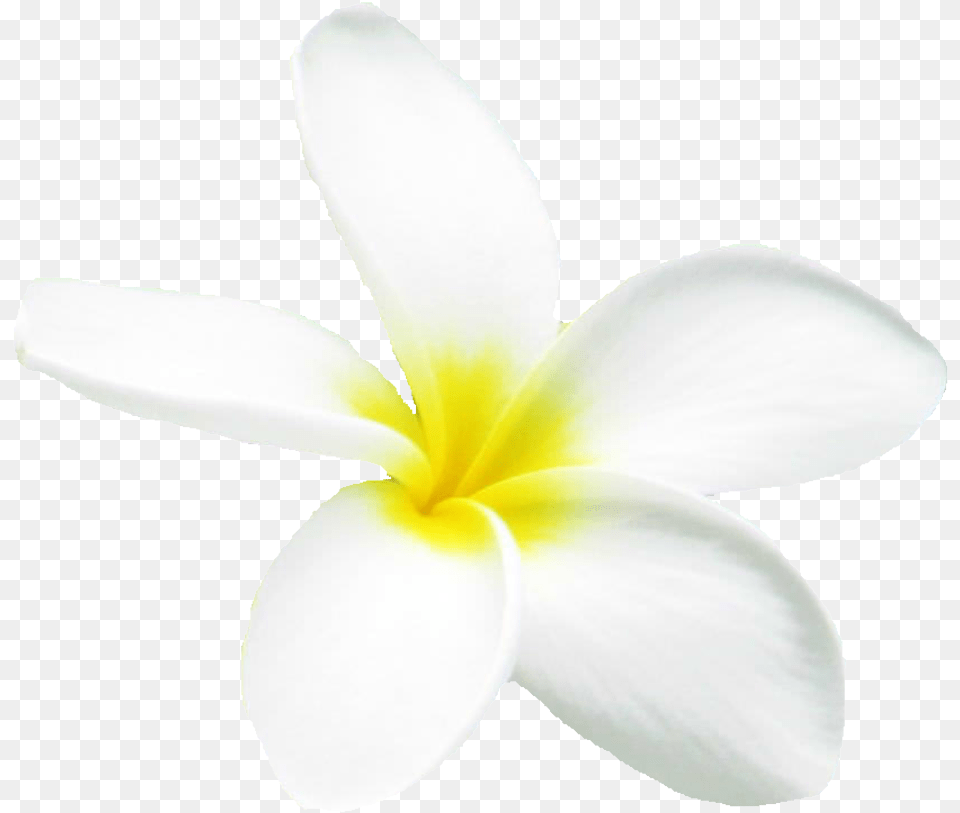 Frangipani, Flower, Petal, Plant, Person Free Png