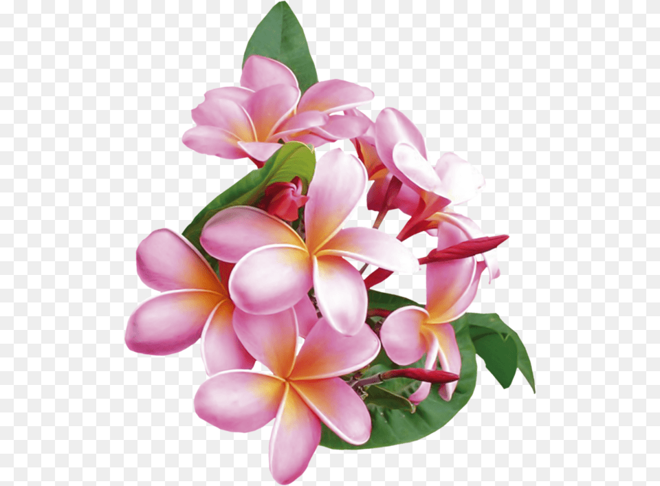 Frangipani, Flower, Flower Arrangement, Flower Bouquet, Petal Free Png