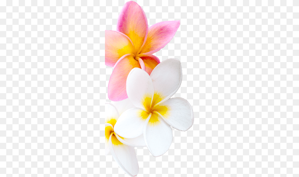 Frangipani, Flower, Petal, Plant, Dahlia Png Image
