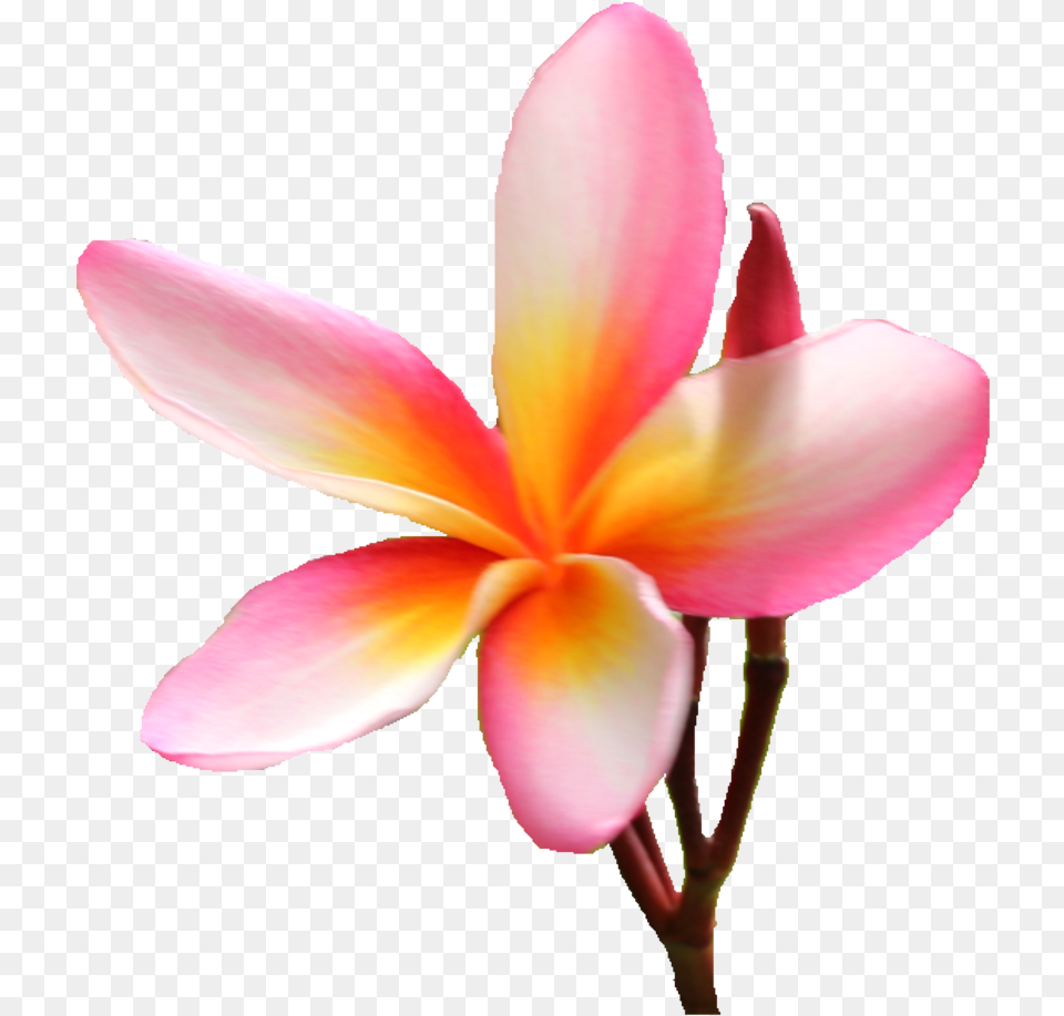 Frangipani, Flower, Petal, Plant Free Png