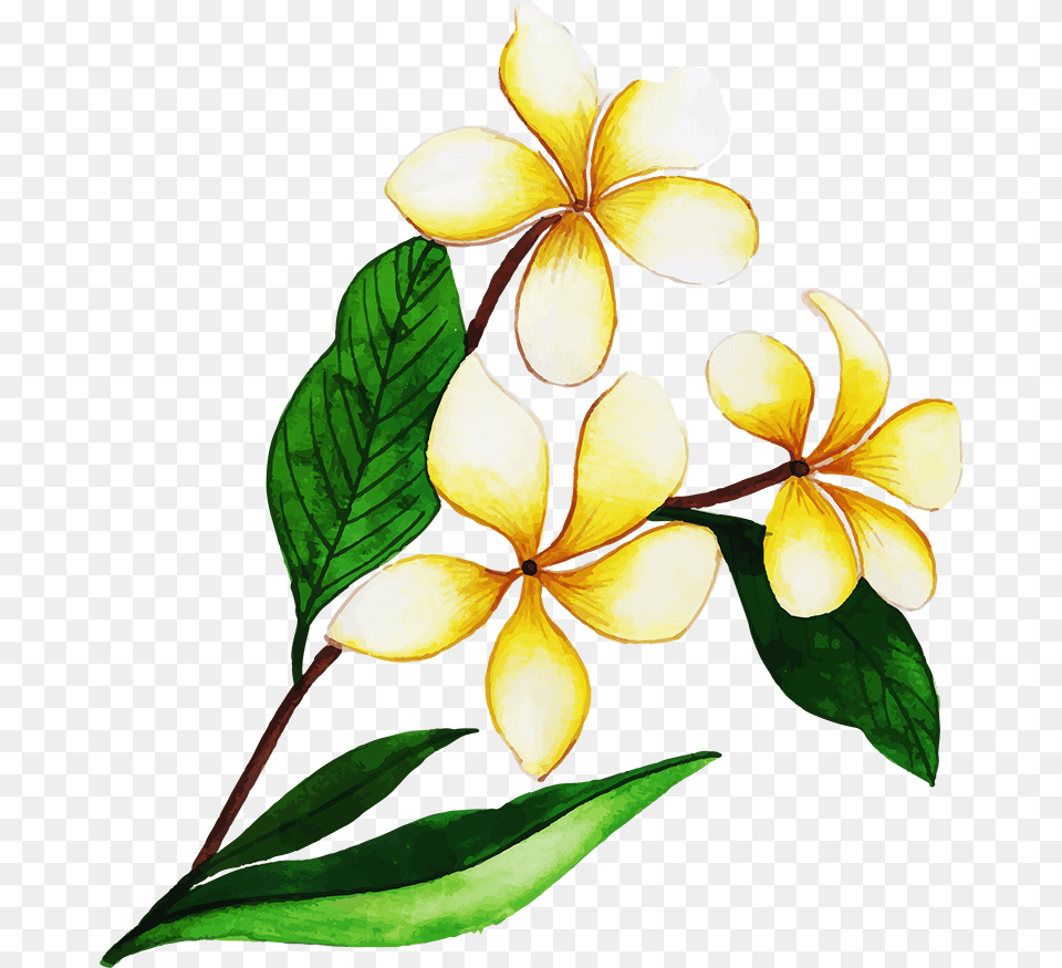 Frangipani, Acanthaceae, Flower, Leaf, Petal Free Transparent Png