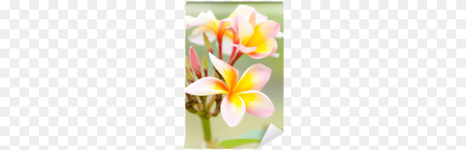 Frangipani, Flower, Geranium, Petal, Plant Free Transparent Png