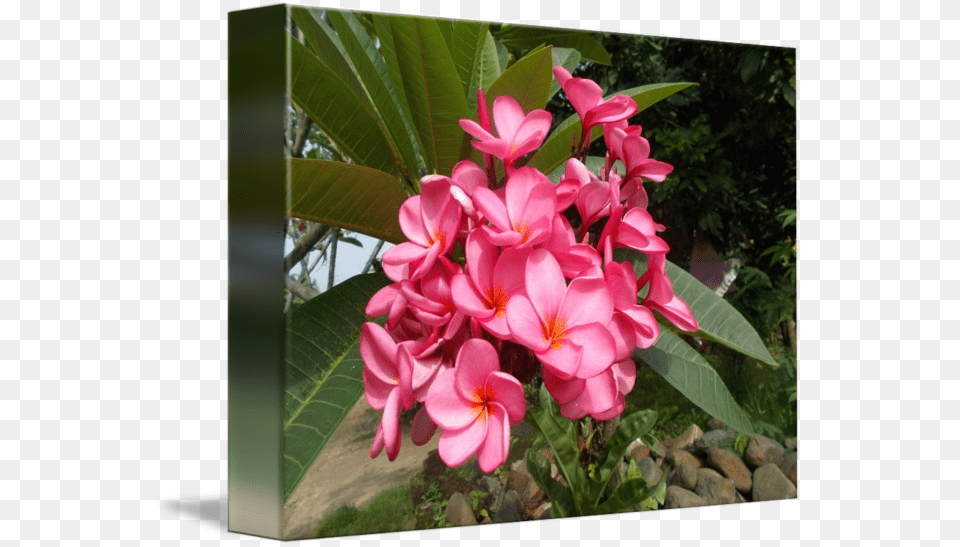 Frangipani, Flower, Geranium, Petal, Plant Free Transparent Png