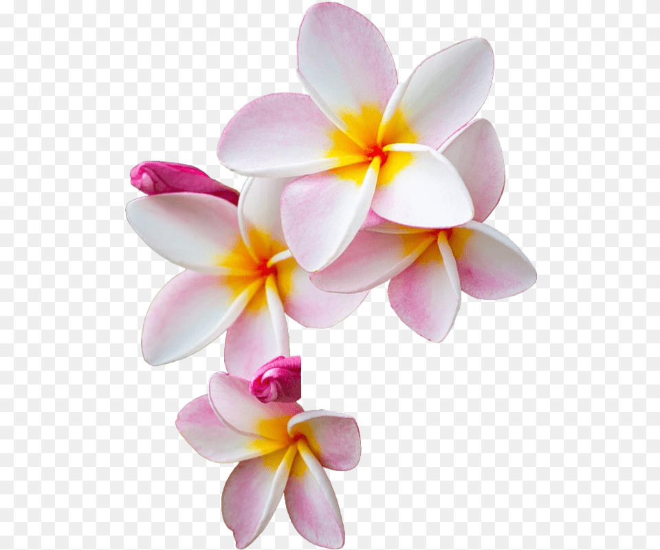 Frangipani Flower Image All Frangipani, Petal, Plant, Dahlia Free Transparent Png