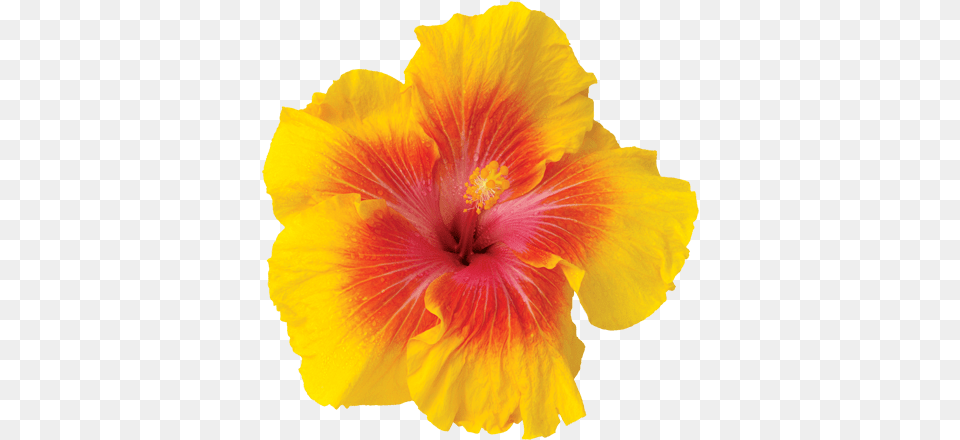 Frangipani Flowers Icon Theme Android Apps Hawaiian Hibiscus, Flower, Plant Png Image