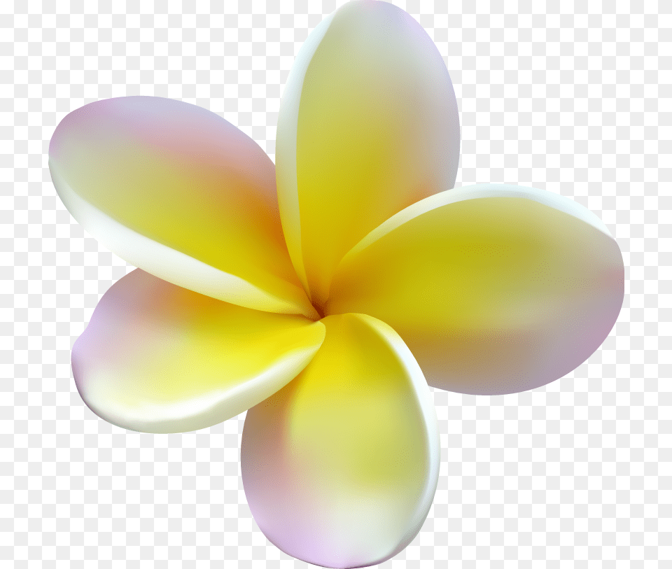 Frangipani Frangipani, Flower, Petal, Plant, Dahlia Free Png Download