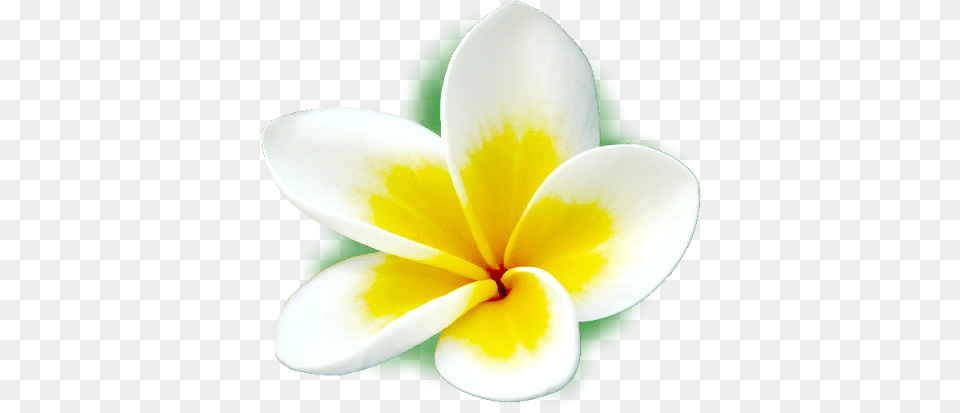 Frangipani Icons U2013 Apps Frangipani, Flower, Petal, Plant Png Image