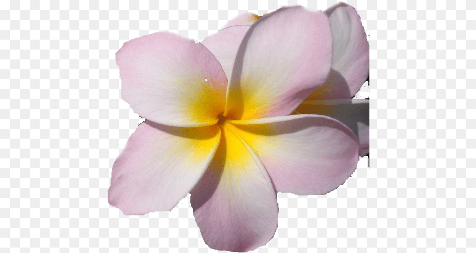 Frangipani Images All Macro Photography, Flower, Petal, Plant, Geranium Free Transparent Png