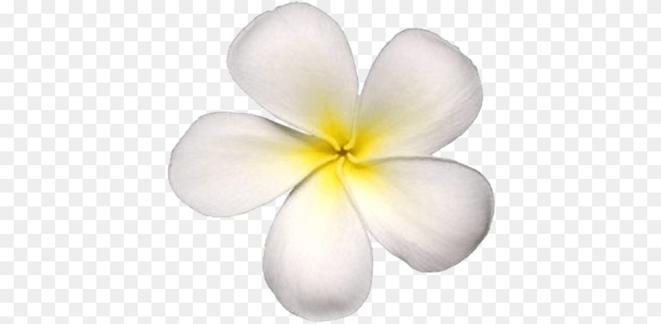 Frangipani White Flower, Petal, Plant, Anemone Free Transparent Png