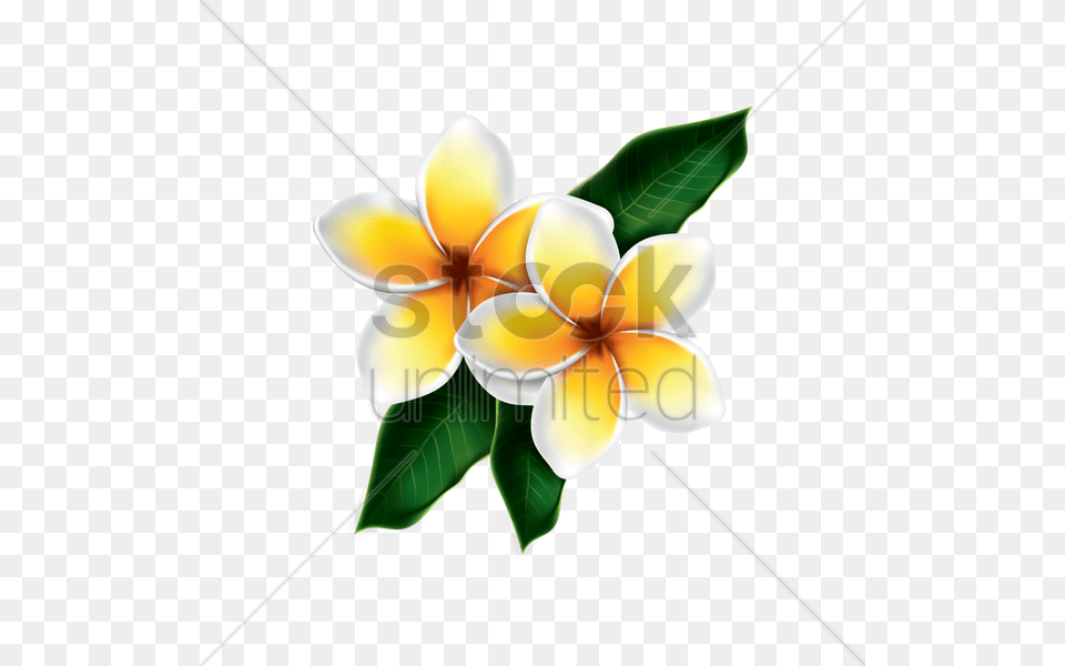 Frangipani Vector Kamboja, Flower, Petal, Plant, Leaf Free Transparent Png