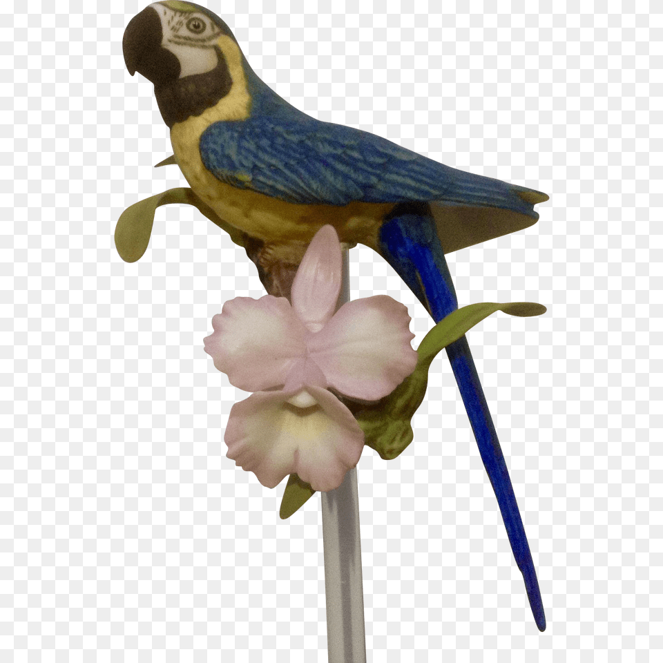 Franklin Mint Tropical Birds And Flowers Series Blue Macaw, Animal, Bird, Flower, Plant Png