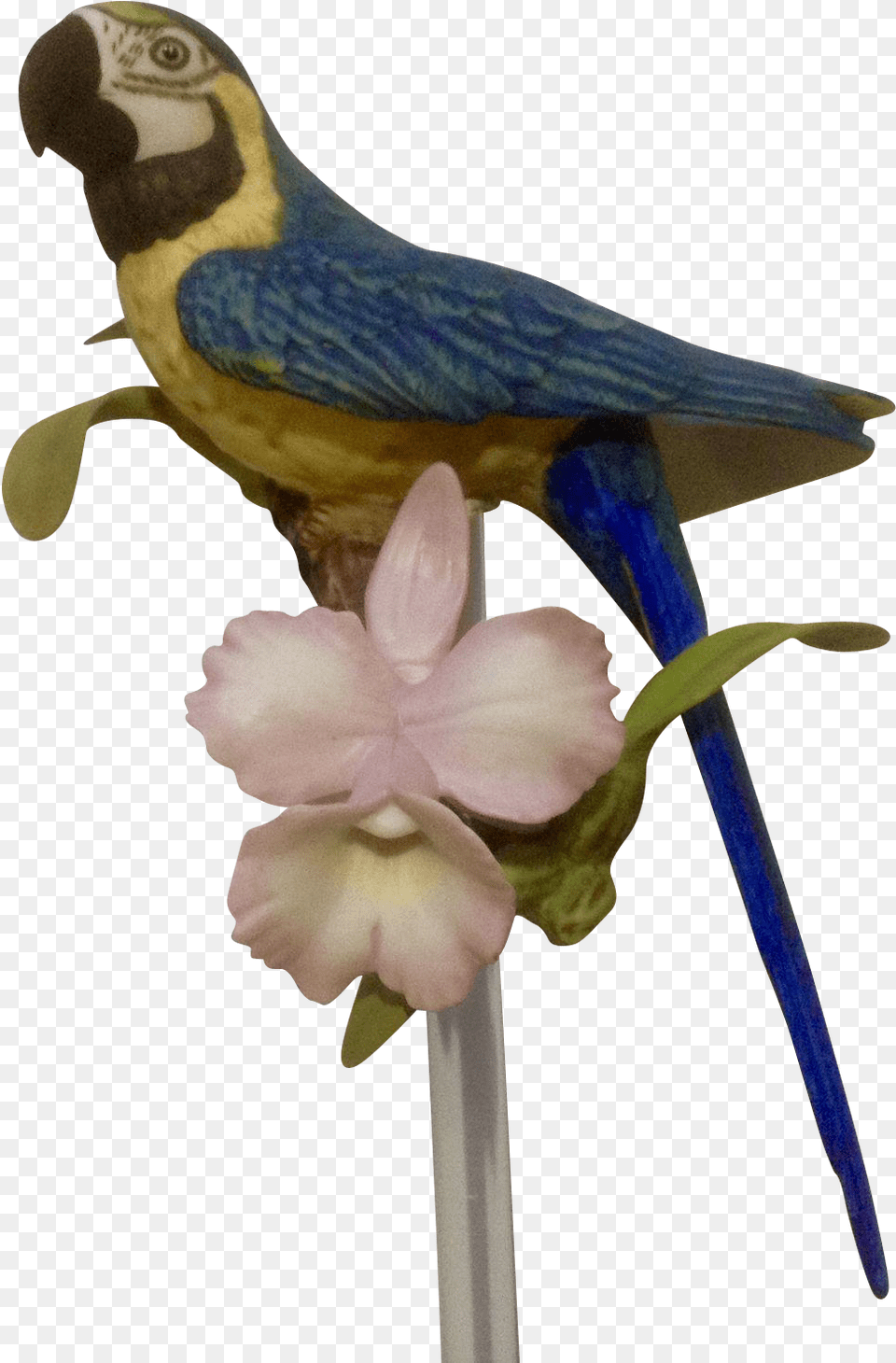 Franklin Mint Tropical Birds And Flowers Series Franklin Porcelain Birds, Animal, Beak, Bird, Flower Free Png