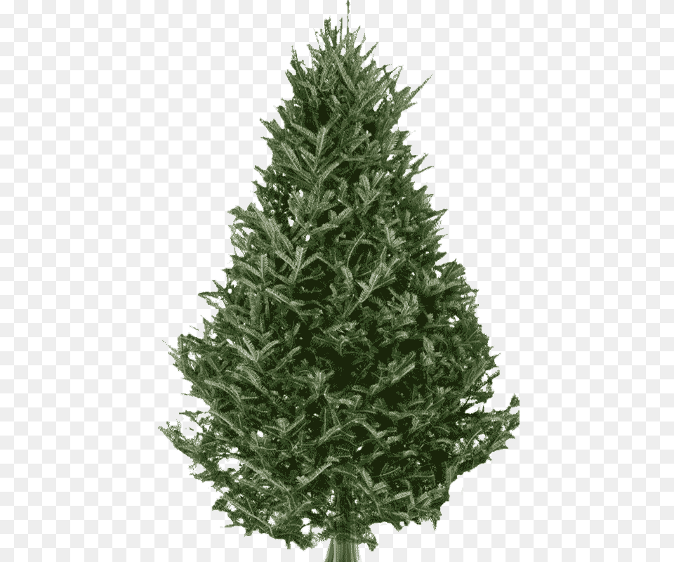 Fraser Fir Christmas Tree Live Balsam Fir Christmas Trees, Pine, Plant Free Transparent Png