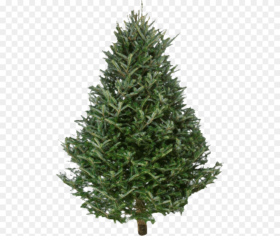 Fraser Fir Christmas Trees Pine Tree Christmas Fresh, Plant, Christmas Decorations, Festival Free Transparent Png