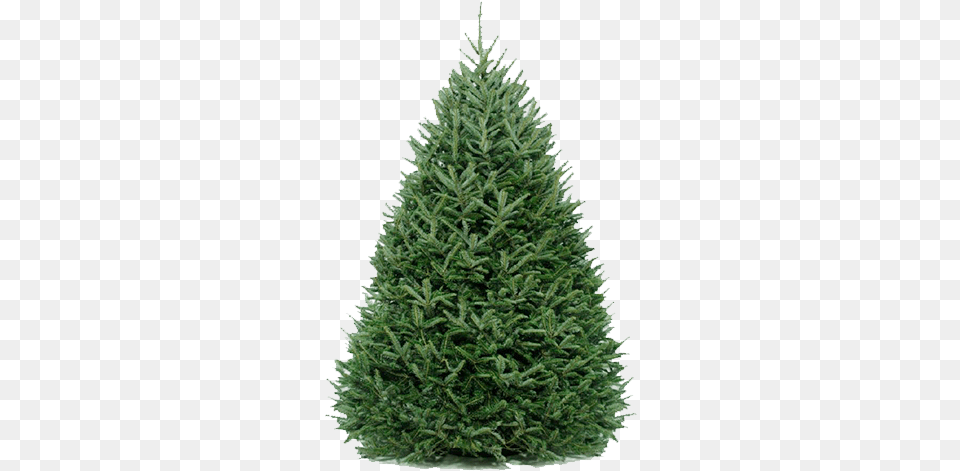 Fraser Fir Original Fraser Fir Christmas Tree, Pine, Plant, Christmas Decorations, Festival Free Transparent Png