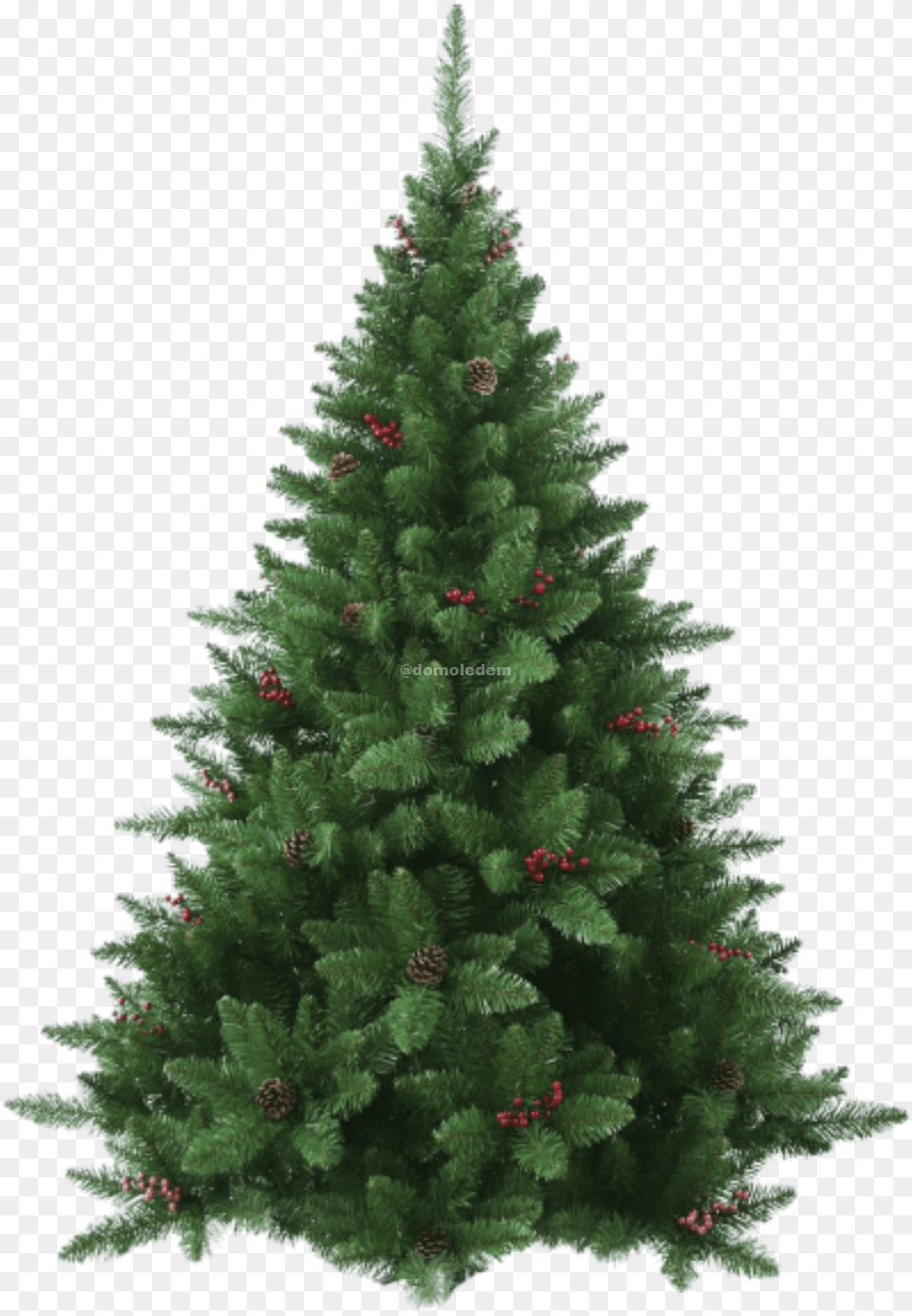 Fraser Tree 55 Ft Christmas Tree Unlit, Pine, Plant, Fir, Christmas Decorations Png