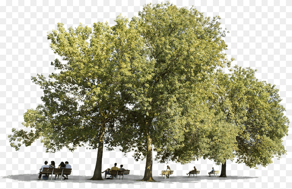 Fraxinus Cut Out, Plant, Oak, Tree Trunk, Tree Png Image