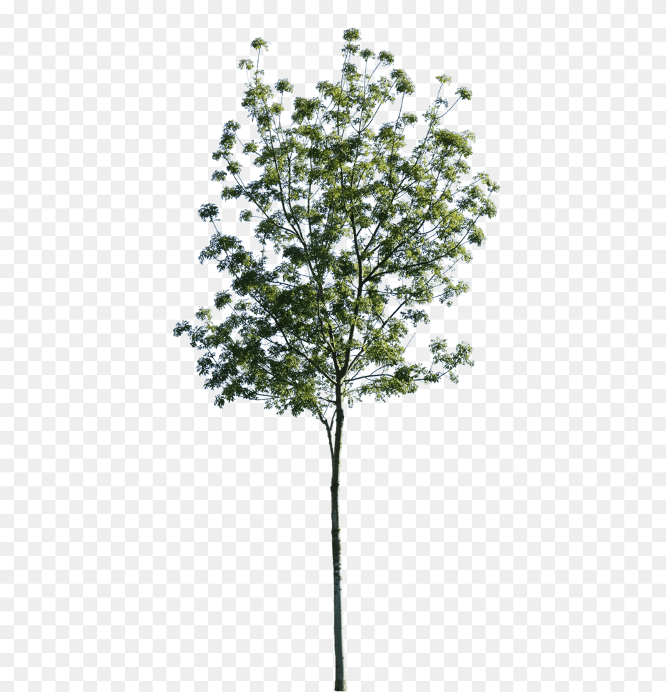Fraxinus Excelsior Cutout, Plant, Tree, Tree Trunk, Oak Free Png