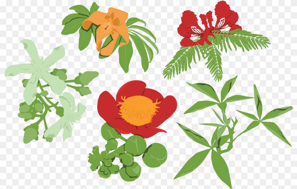 Frd Gbdbg Darwin Grown Graphics Flowers, Leaf, Plant, Flower, Petal Free Transparent Png