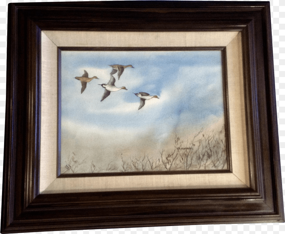Fred A Kingwill Watercolor Painting Northern Pintail Watercolor Painting, Animal, Bird, Flying, Art Png Image