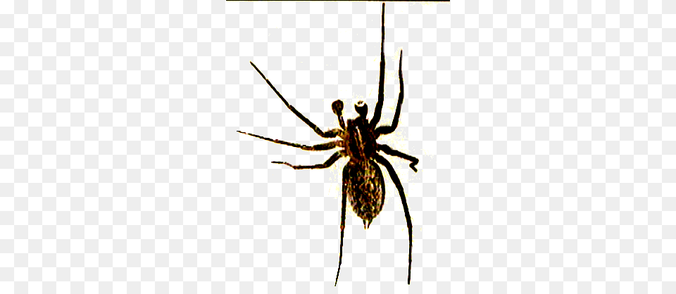 Fred C, Animal, Garden Spider, Insect, Invertebrate Free Transparent Png