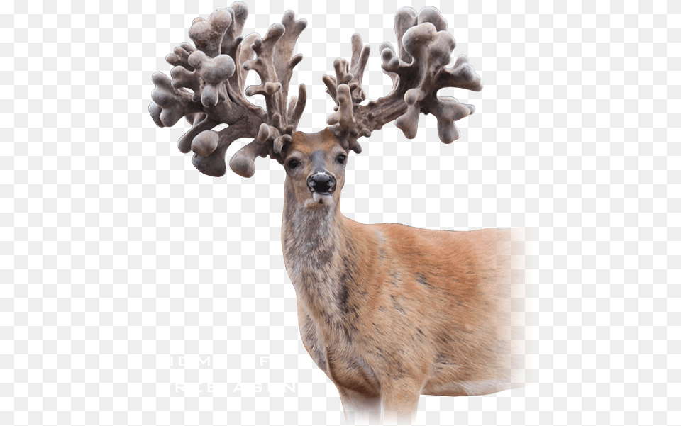 Agent Elk, Animal, Deer, Mammal, Wildlife Free Png Download