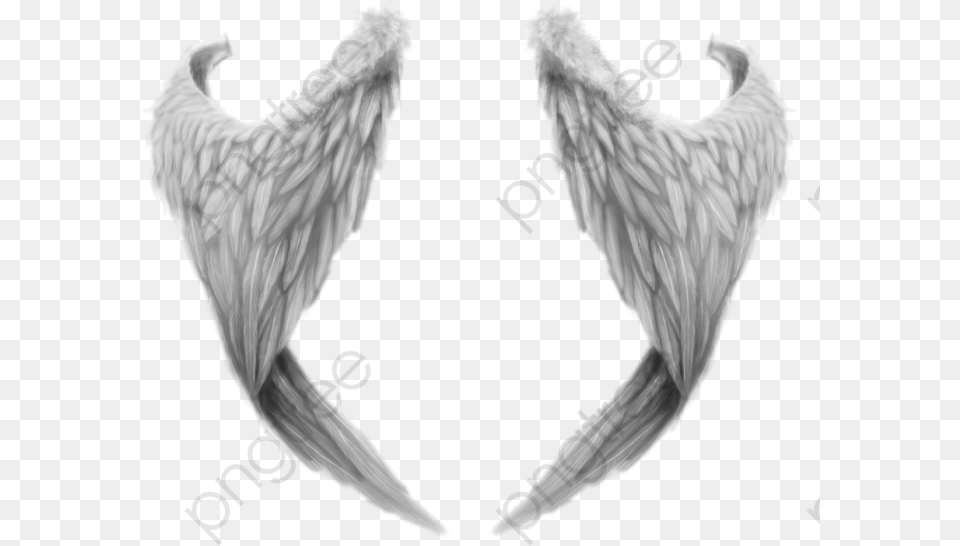 Free Angel Wings, Animal, Bird, Accessories Png