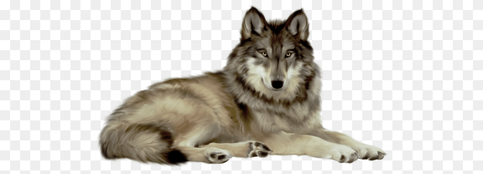 Animal Cliparts Wolf, Mammal, Canine, Dog, Pet Free Transparent Png