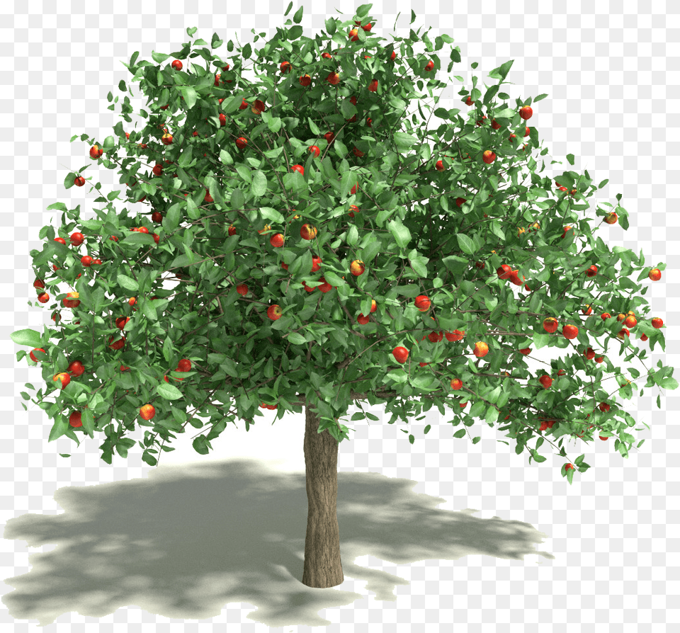 Apple Tree Clipart Blood Pack Apple Tree, Food, Fruit, Plant, Produce Free Png