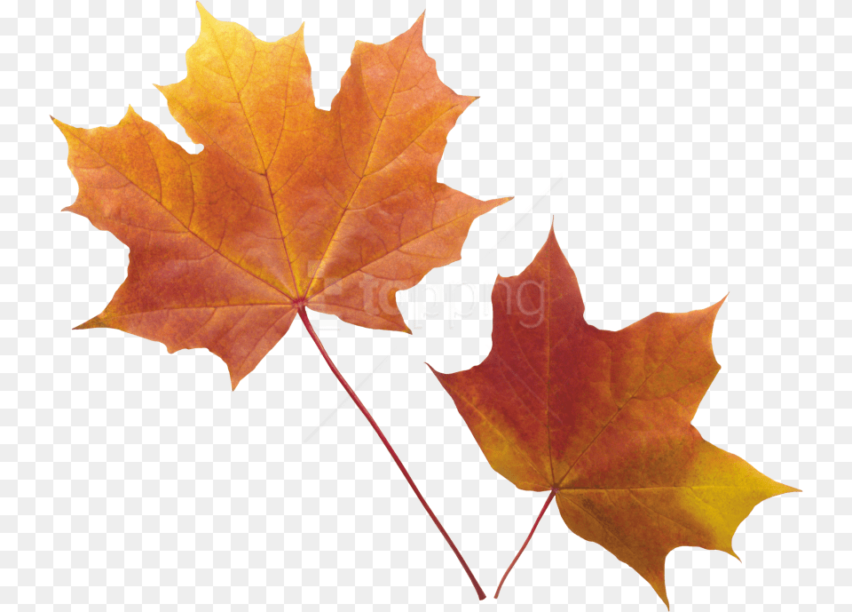 Autumn Leaf Images Real Autumn Leaves Background, Plant, Tree, Maple Leaf, Maple Free Transparent Png
