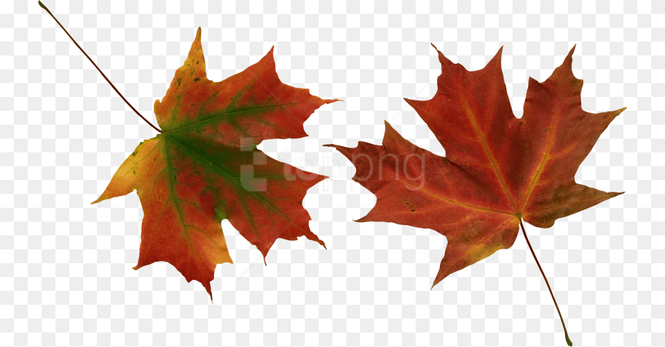 Autumn Leaves Images Hoja Seca De, Leaf, Plant, Tree, Maple Leaf Free Transparent Png