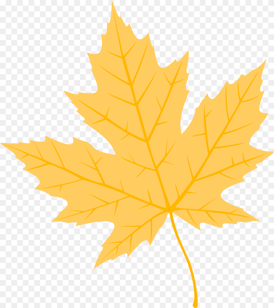 Autumn Leaves Konfest, Leaf, Plant, Tree, Maple Leaf Free Png