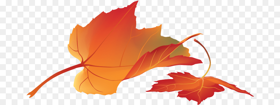 Free Autumn Leaves Konfest Maple Leaf, Plant, Tree, Maple Leaf, Person Png Image
