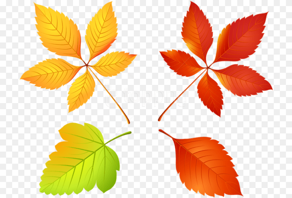 Autumn Leaves Set Clipart Photo List Osen, Leaf, Plant, Tree Free Png Download