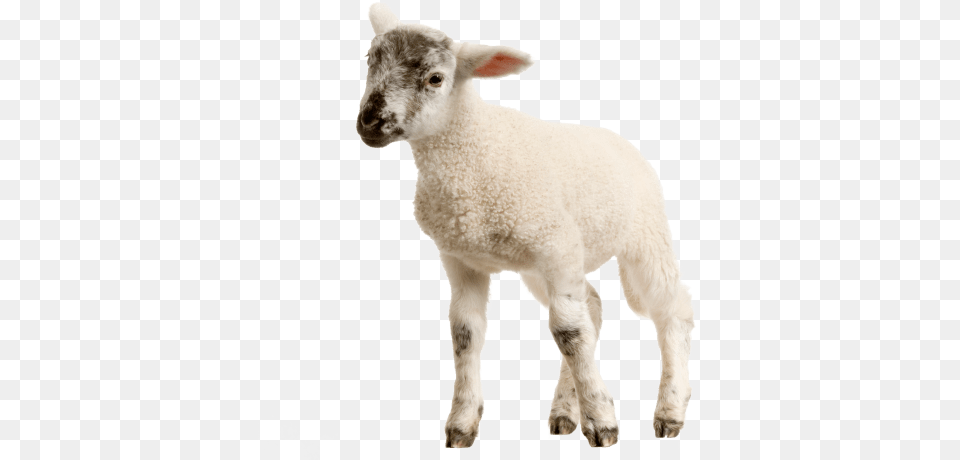 Free Baby Lamb Transparent Lamb Sheep, Animal, Livestock, Mammal Png