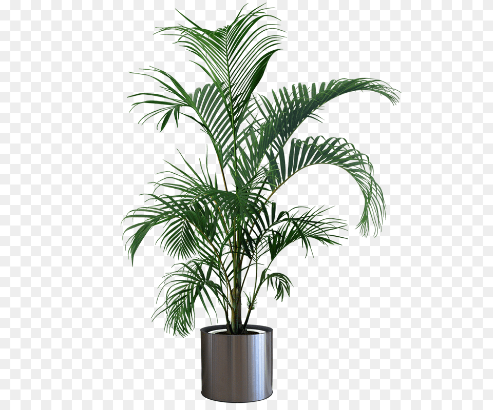 Free Bamboo Images Transparent Bamboo Transparent Background, Palm Tree, Plant, Potted Plant, Tree Png Image