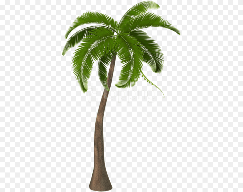 Free Beautiful Palm Tree Background Tree Hd, Leaf, Palm Tree, Plant Png