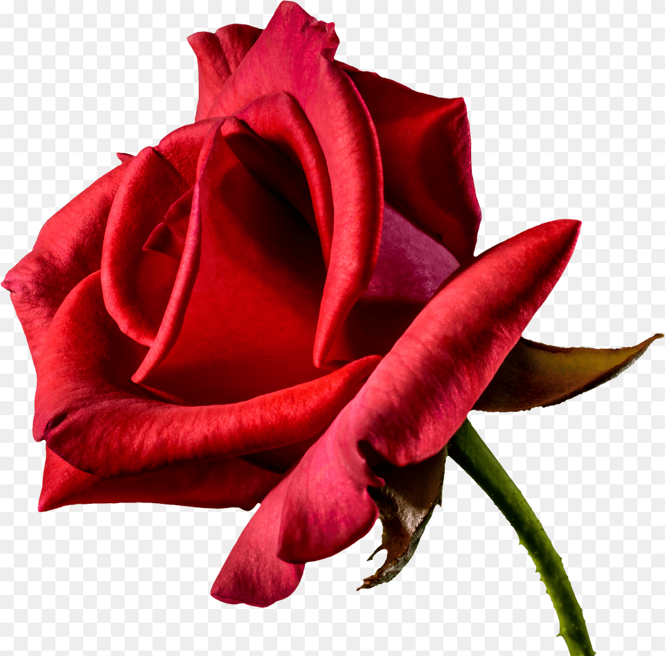 Free Beautiful Red Rose From Side, Flower, Plant Png