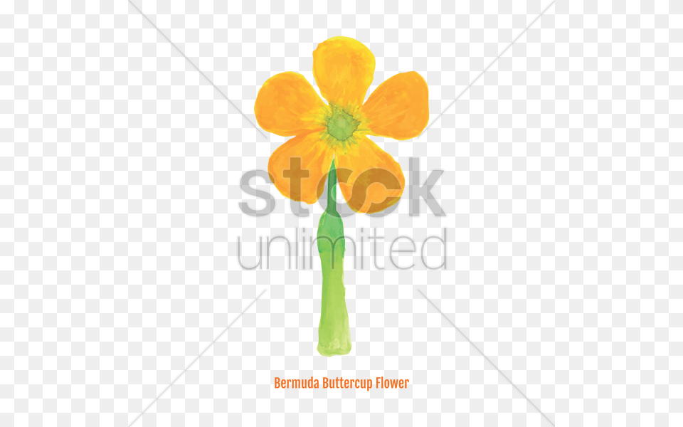 Free Bermuda Buttercup Flower Vector, Anther, Daisy, Petal, Plant Png
