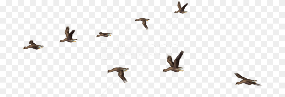 Bird Migration Icon, Animal, Flying, Kite Bird, Accipiter Free Transparent Png