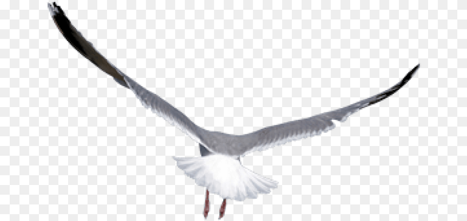 Birds Images Transparent Mouette, Animal, Bird, Flying, Seagull Free Png Download