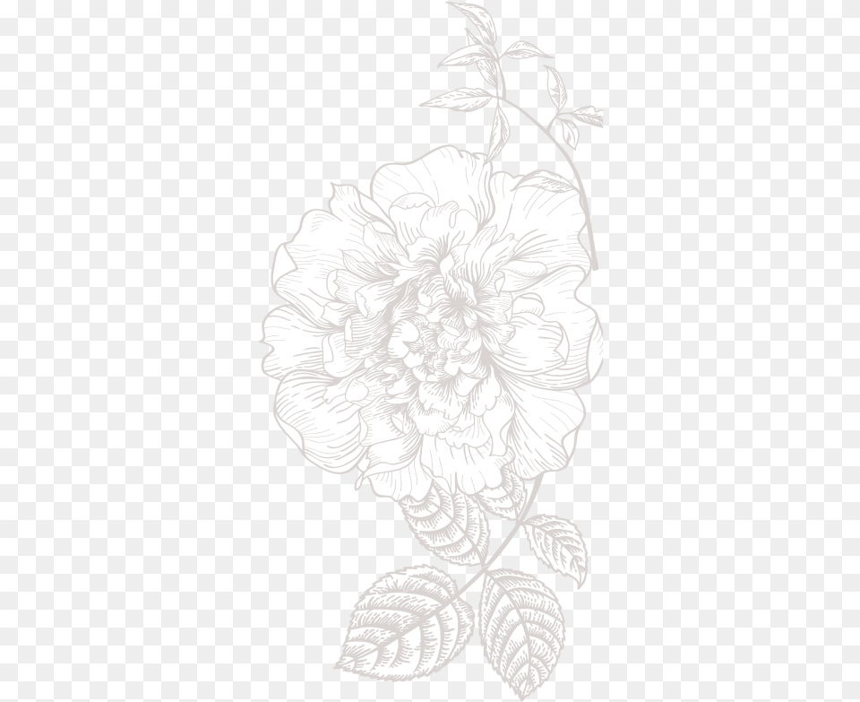 Black And White Flower Illustration Clip Flower Illustration White, Art, Plant, Floral Design, Pattern Free Png Download