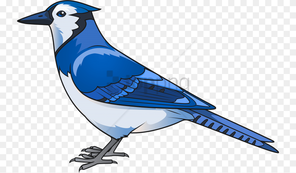 Blue Jay With Blue Jay Bird Clipart, Animal, Blue Jay, Bluebird, Fish Free Transparent Png