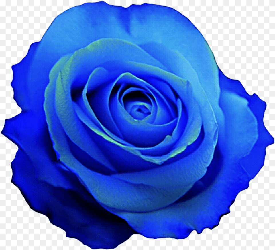 Free Blue Rose Wallpaper Posted By Michelle Cunningham Blue Rose Clip Art, Flower, Plant Png Image