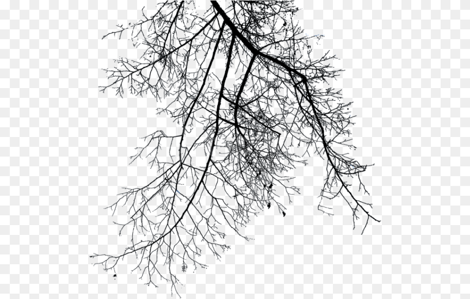 Branch Winter Tree Branch, Ice, Nature, Outdoors, Weather Free Transparent Png