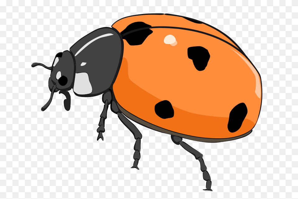 Bug Clip Art, Animal Free Transparent Png