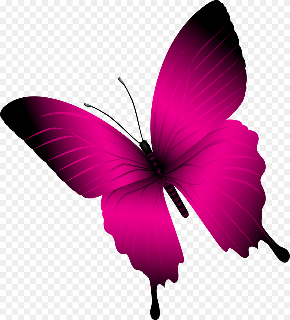 Free Butterfly, Purple, Flower, Petal, Plant Png