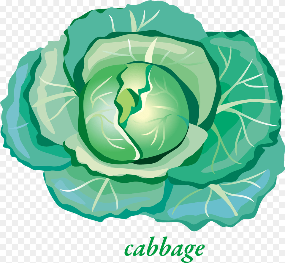 Free Cabbage Konfest, Food, Leafy Green Vegetable, Plant, Produce Png Image