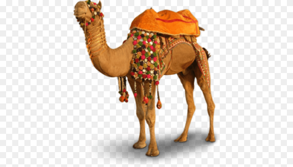 Free Camel Transparent Camel Hd, Animal, Mammal Png Image