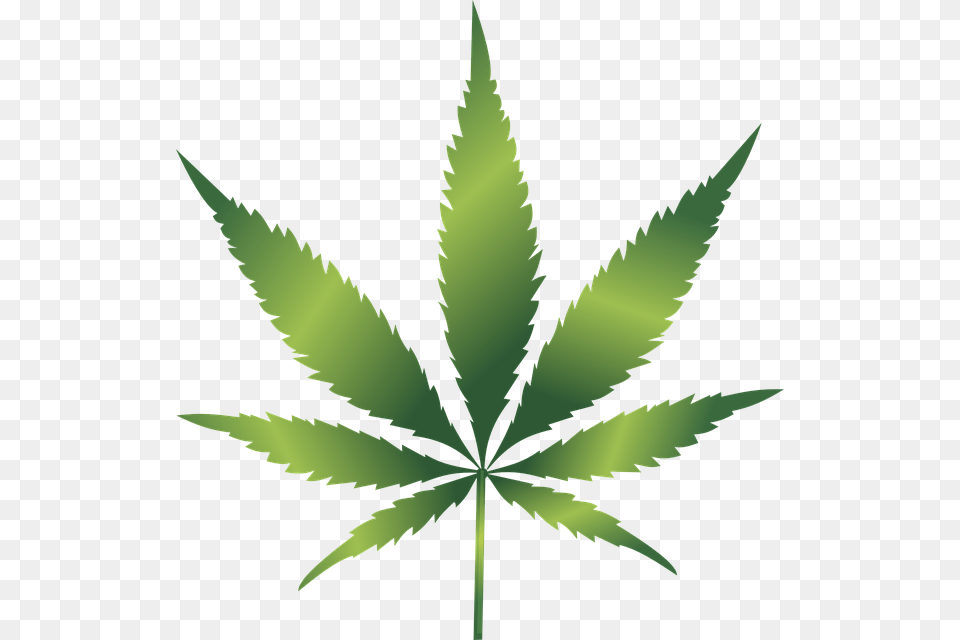 Cannabis, Leaf, Plant, Weed Free Png Download